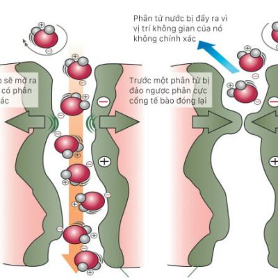 Giải Nobel Hóa Học năm 2003